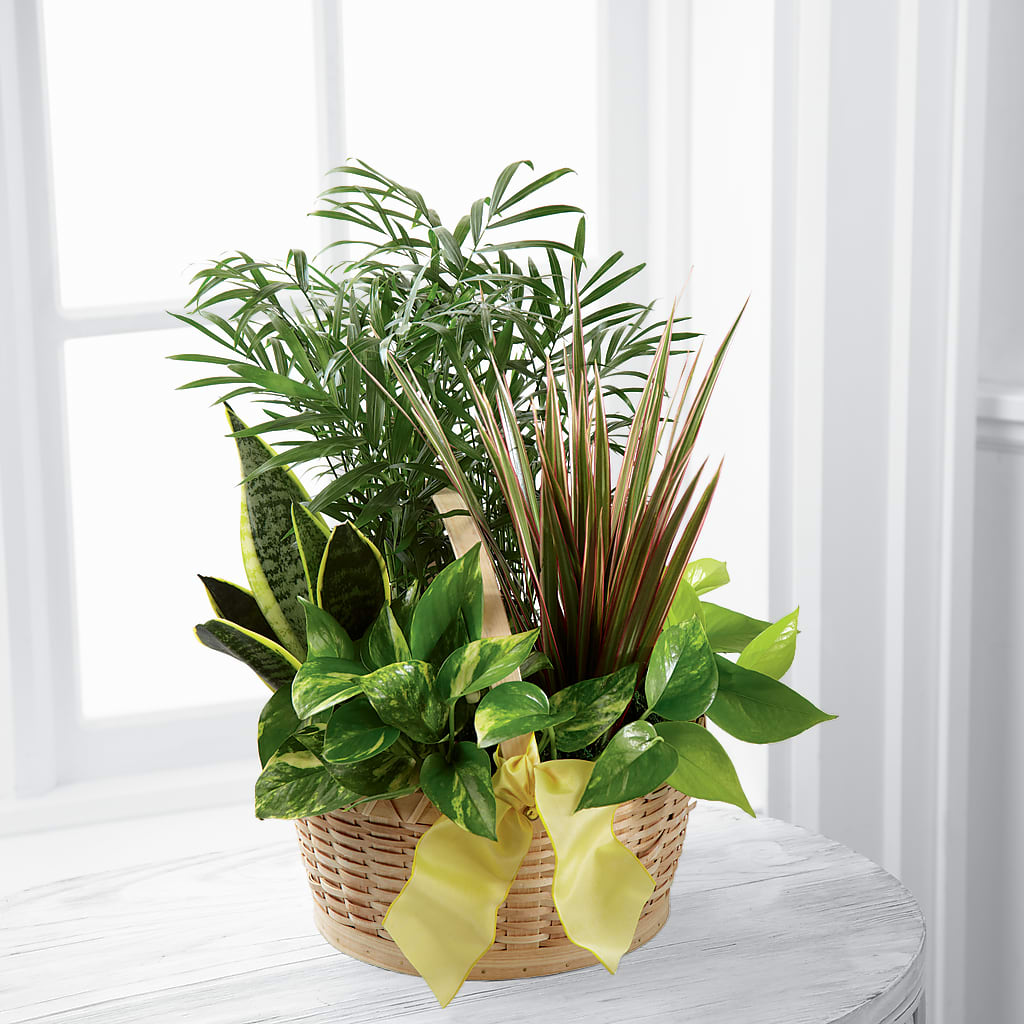 French Garden –  Panda Flowers Canada Inc, Calgary AB
