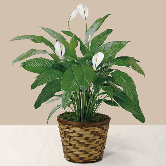 Tranquil Moments Peace Lily Plant –  Panda Flowers Canada Inc, Calgary AB
