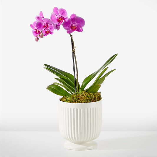 Friendly Fuchsia Orchid –  Panda Flowers Canada Inc, Calgary AB