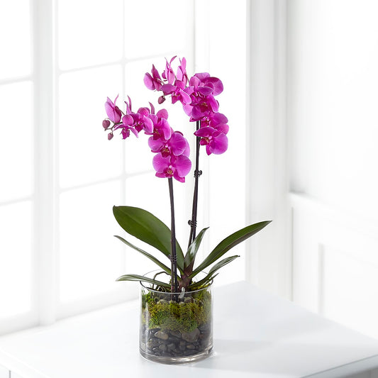 Pink Orchid Plant –  Panda Flowers Canada Inc, Calgary AB