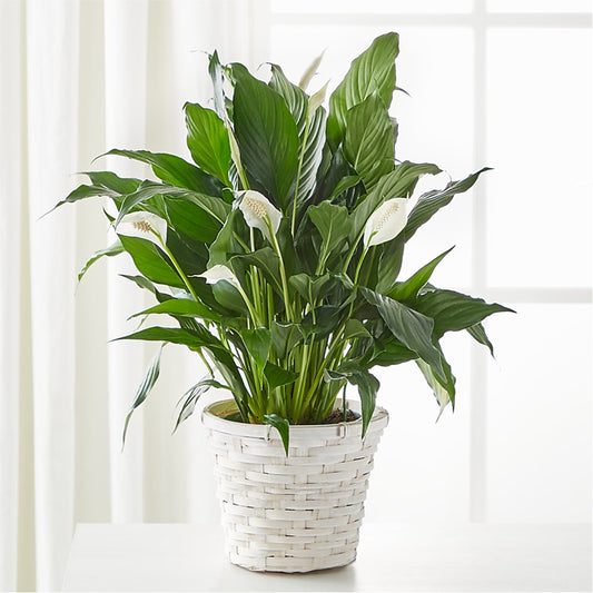 A New Leaf Peace Lily –  Panda Flowers Canada Inc, Calgary AB